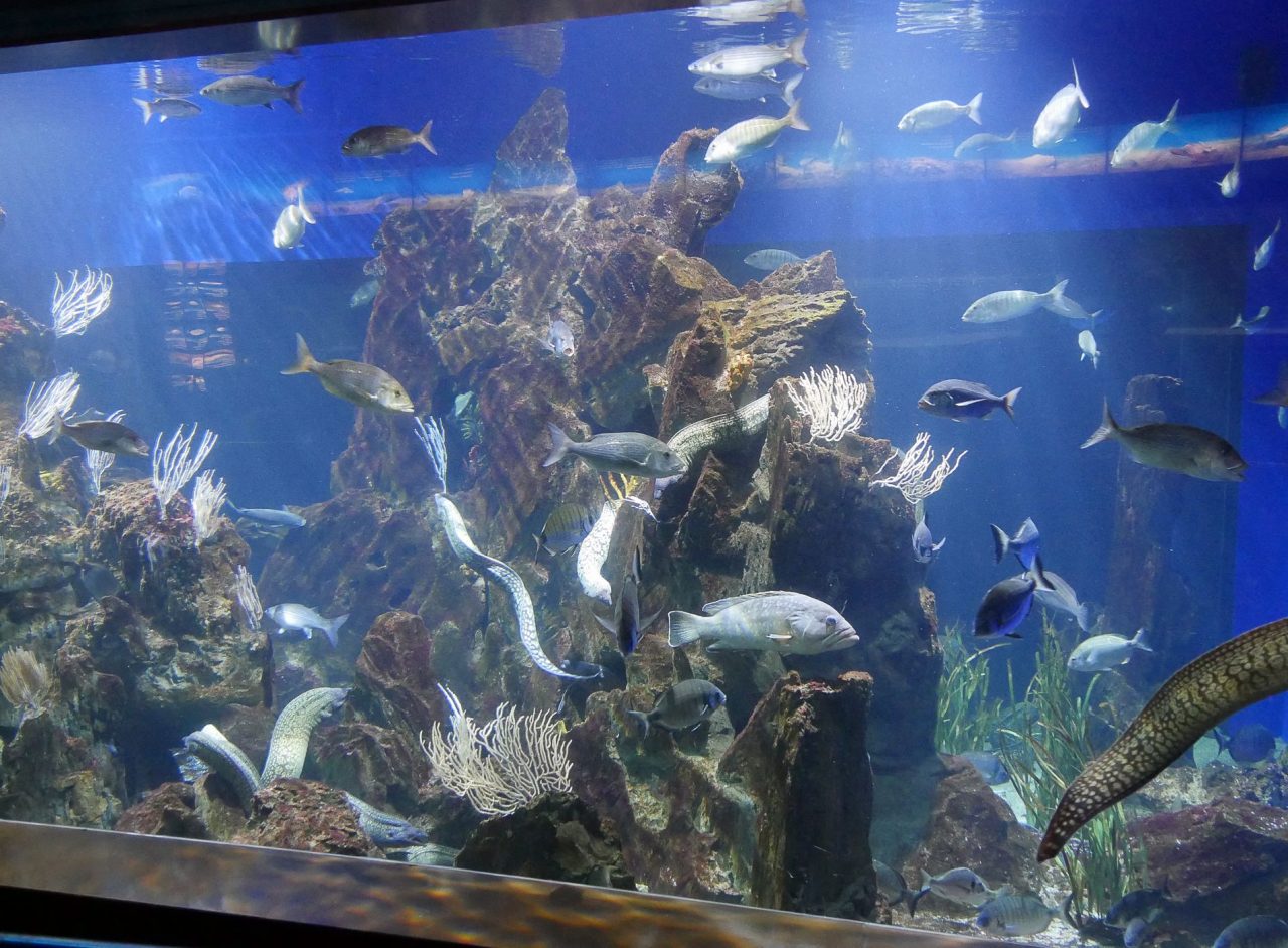 aquarium barcelone - juliesliberties