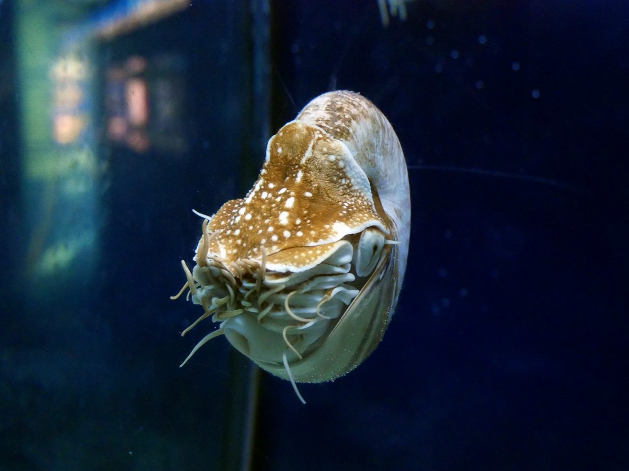 aquarium barcelone - juliesliberties