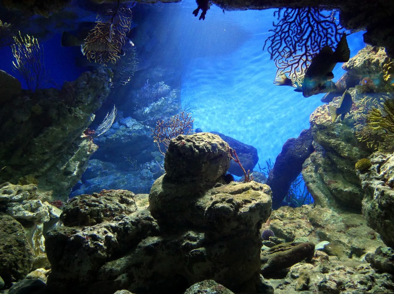 aquarium barcelone - juliesliberties