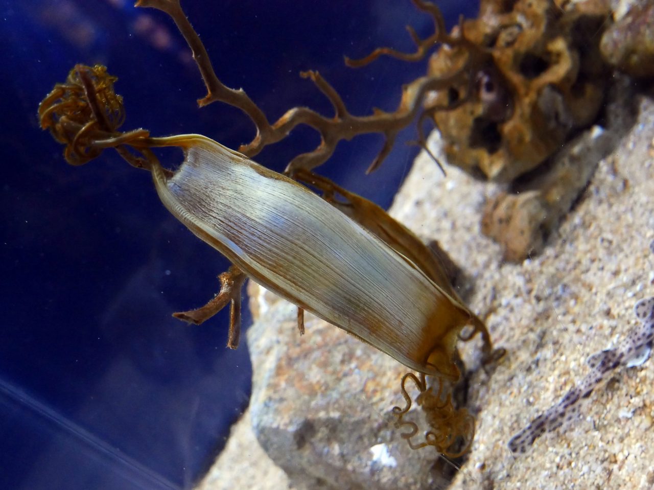 aquarium barcelone - juliesliberties