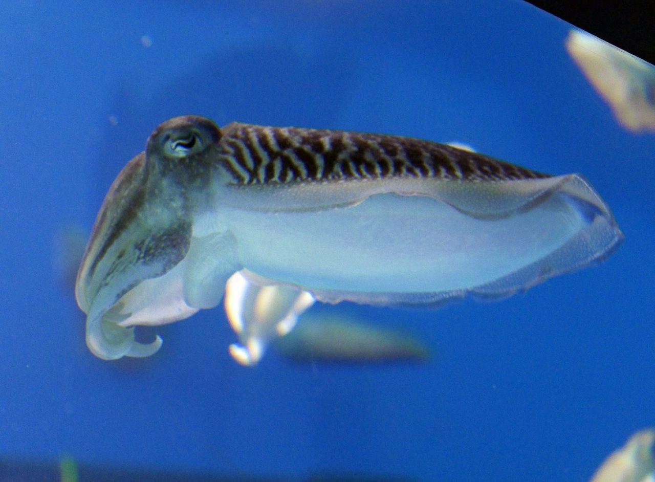 aquarium barcelone - juliesliberties