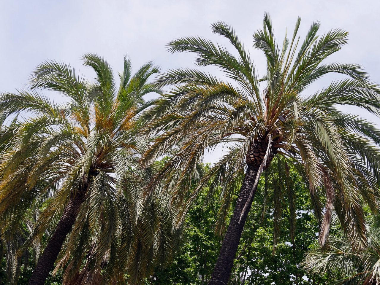 voyage découverte à Barcelone - parc ciutadella