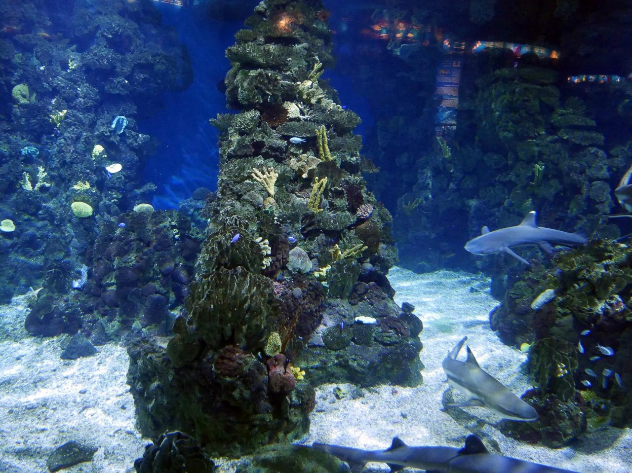 aquarium barcelone - juliesliberties