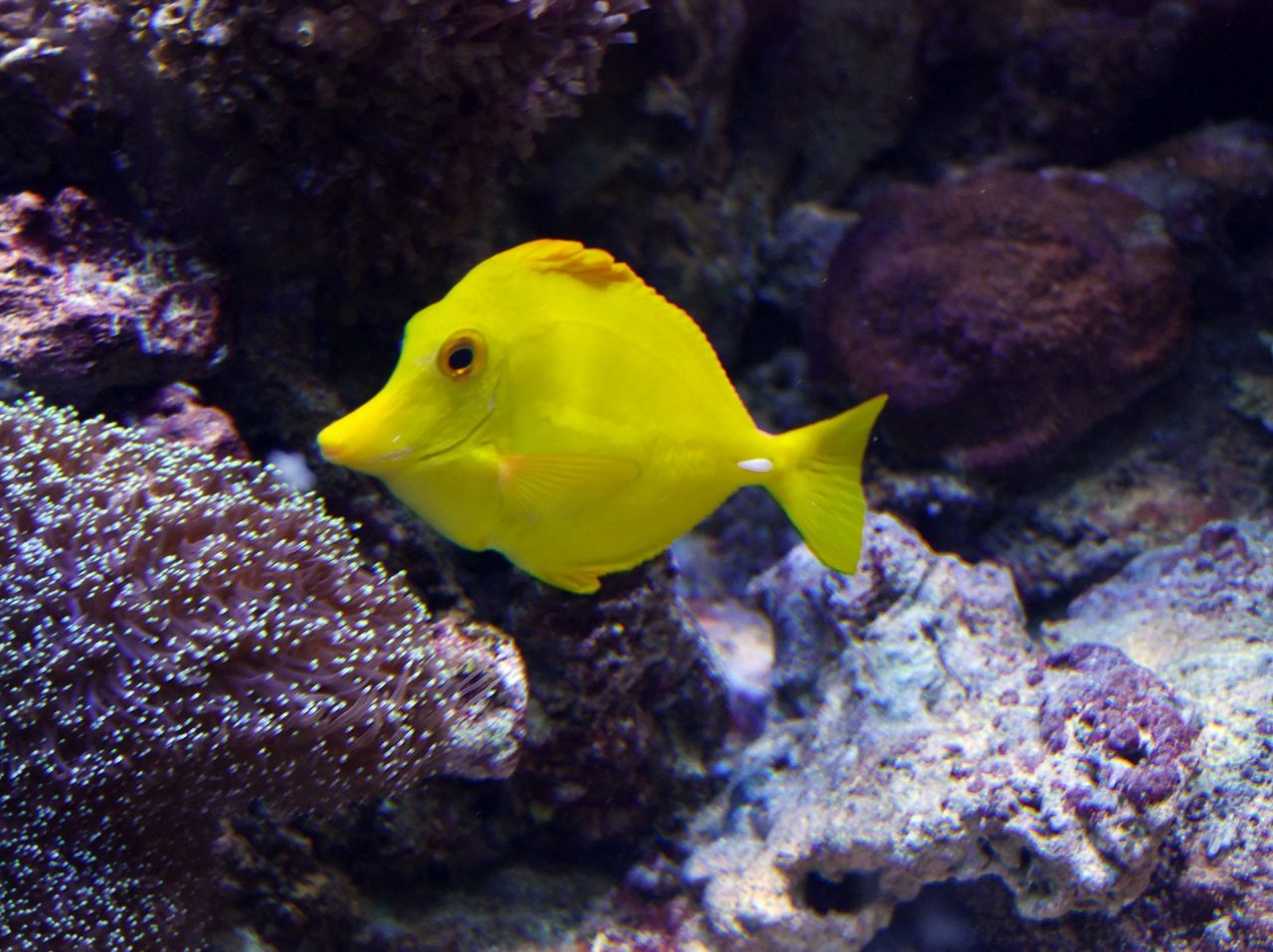 aquarium barcelone - juliesliberties