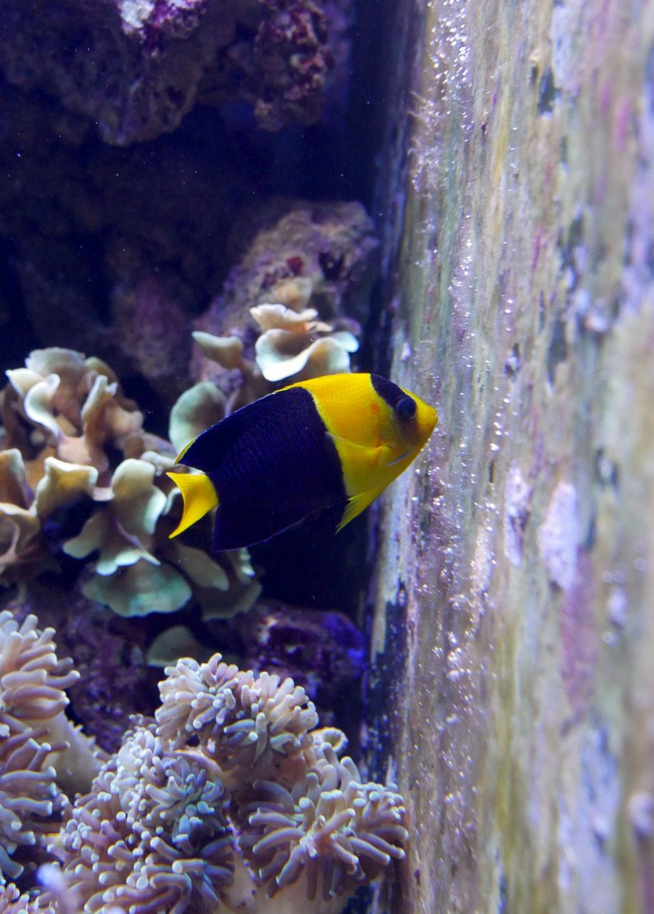 aquarium barcelone - juliesliberties