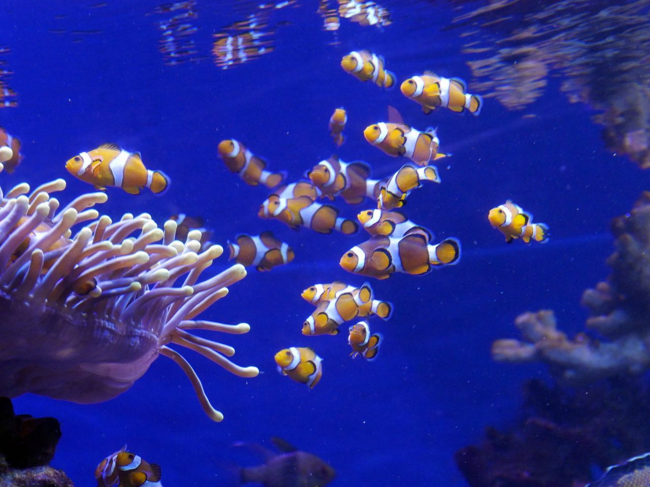 aquarium barcelone - juliesliberties