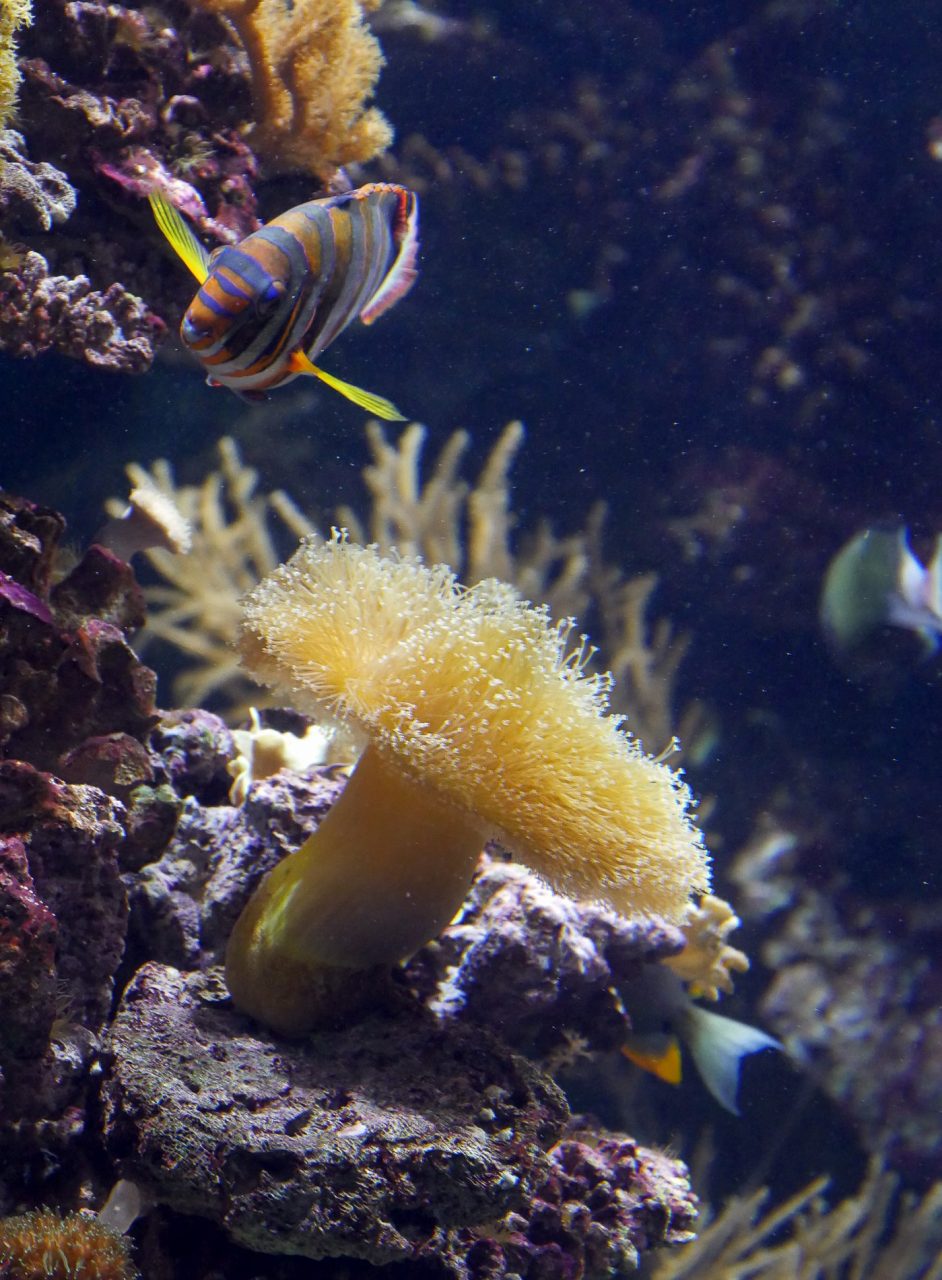 aquarium barcelone - juliesliberties