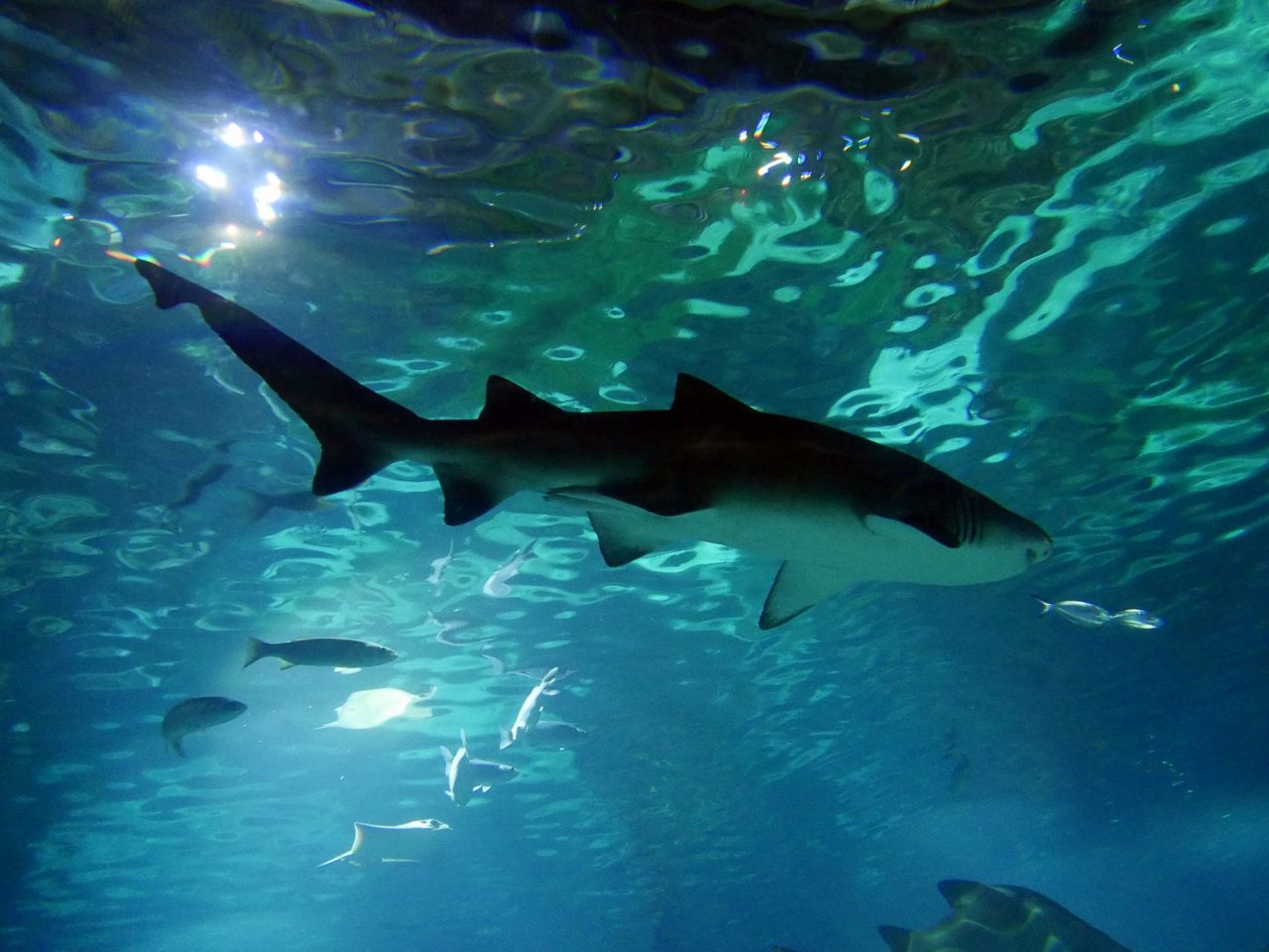 aquarium barcelone - juliesliberties
