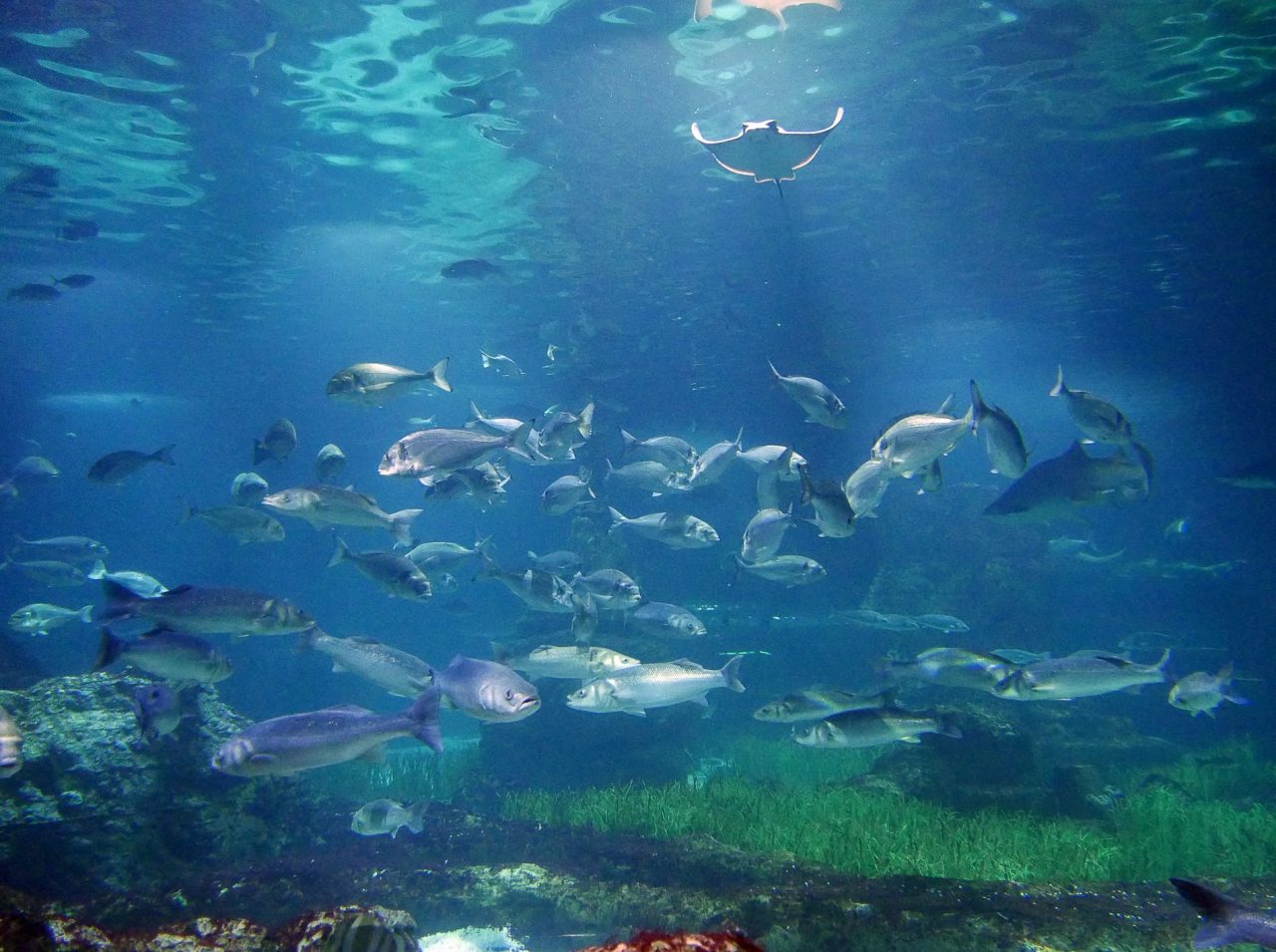 aquarium barcelone - juliesliberties