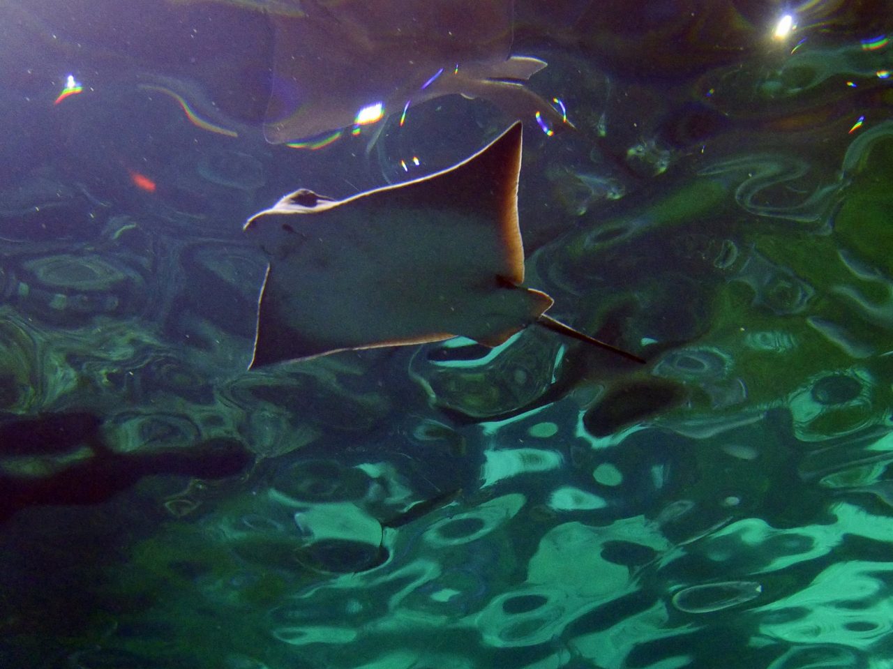 aquarium barcelone - juliesliberties