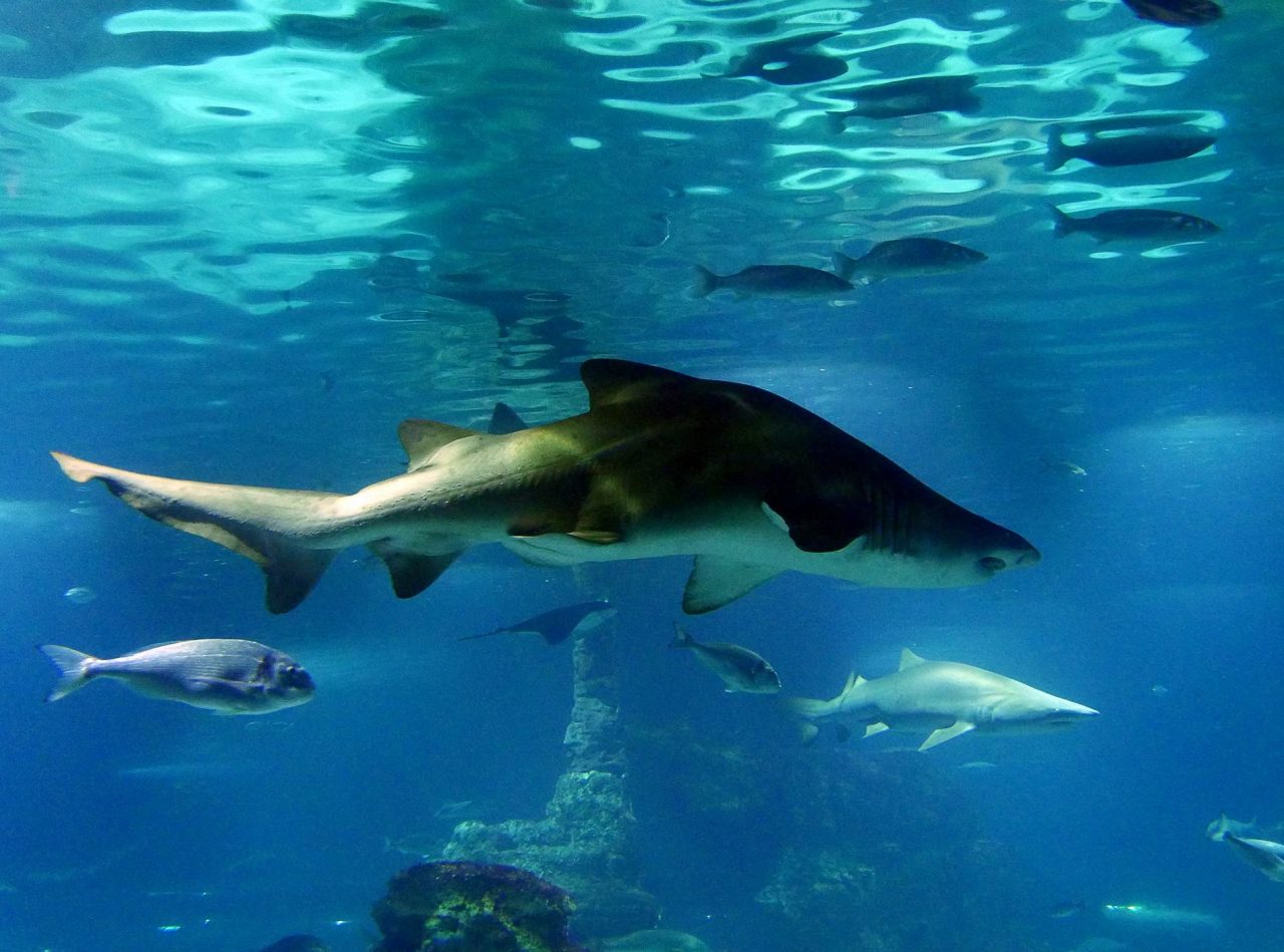 aquarium barcelone - juliesliberties