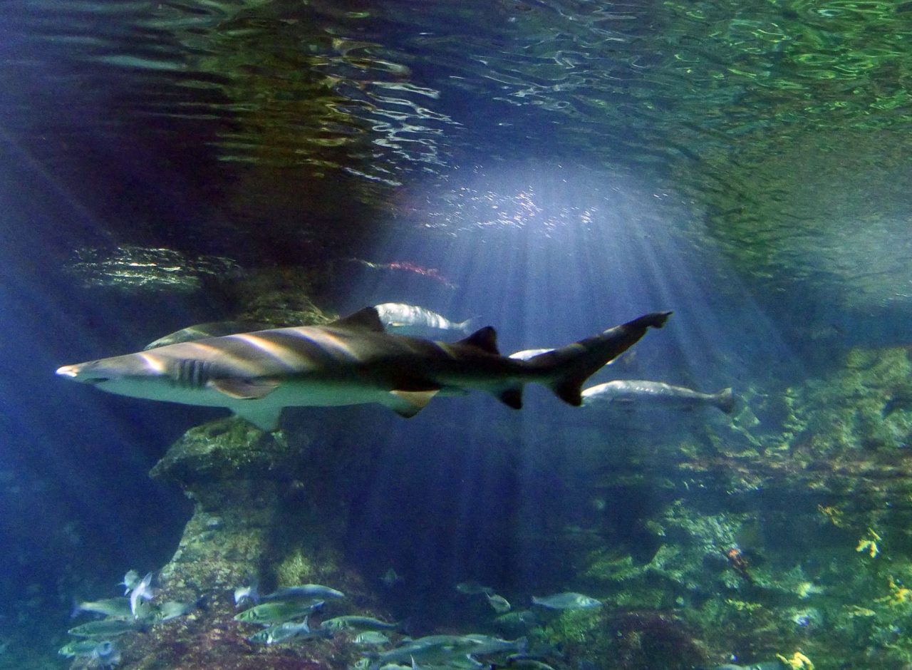 aquarium barcelone - juliesliberties