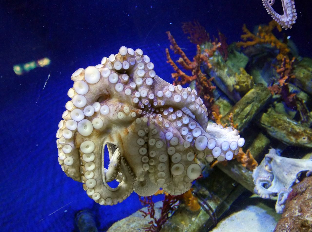 aquarium barcelone - juliesliberties