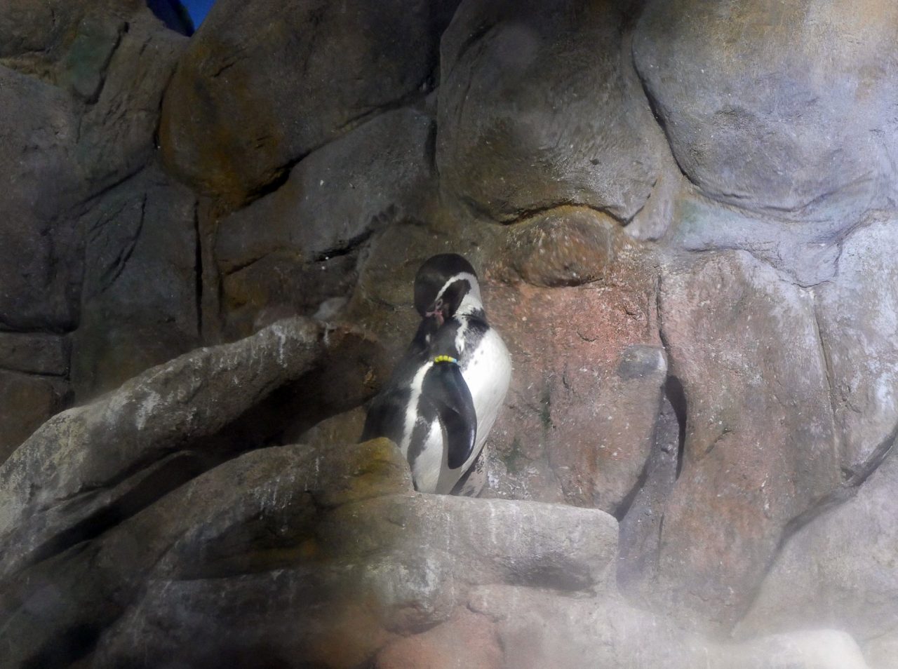 aquarium barcelone - juliesliberties