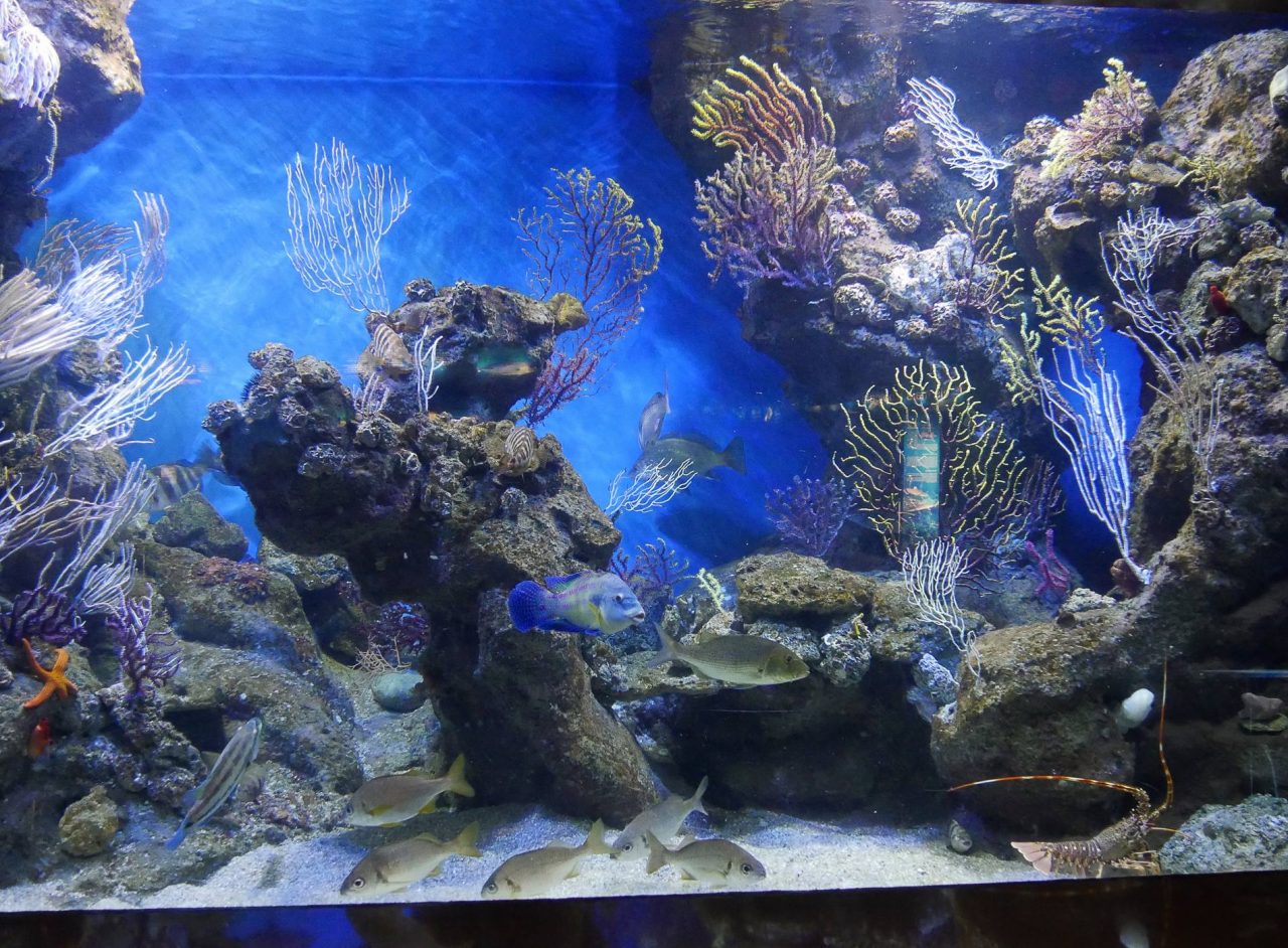 aquarium barcelone - juliesliberties