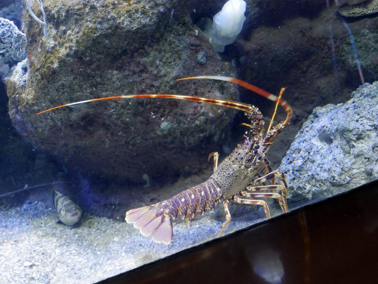 aquarium barcelone - juliesliberties