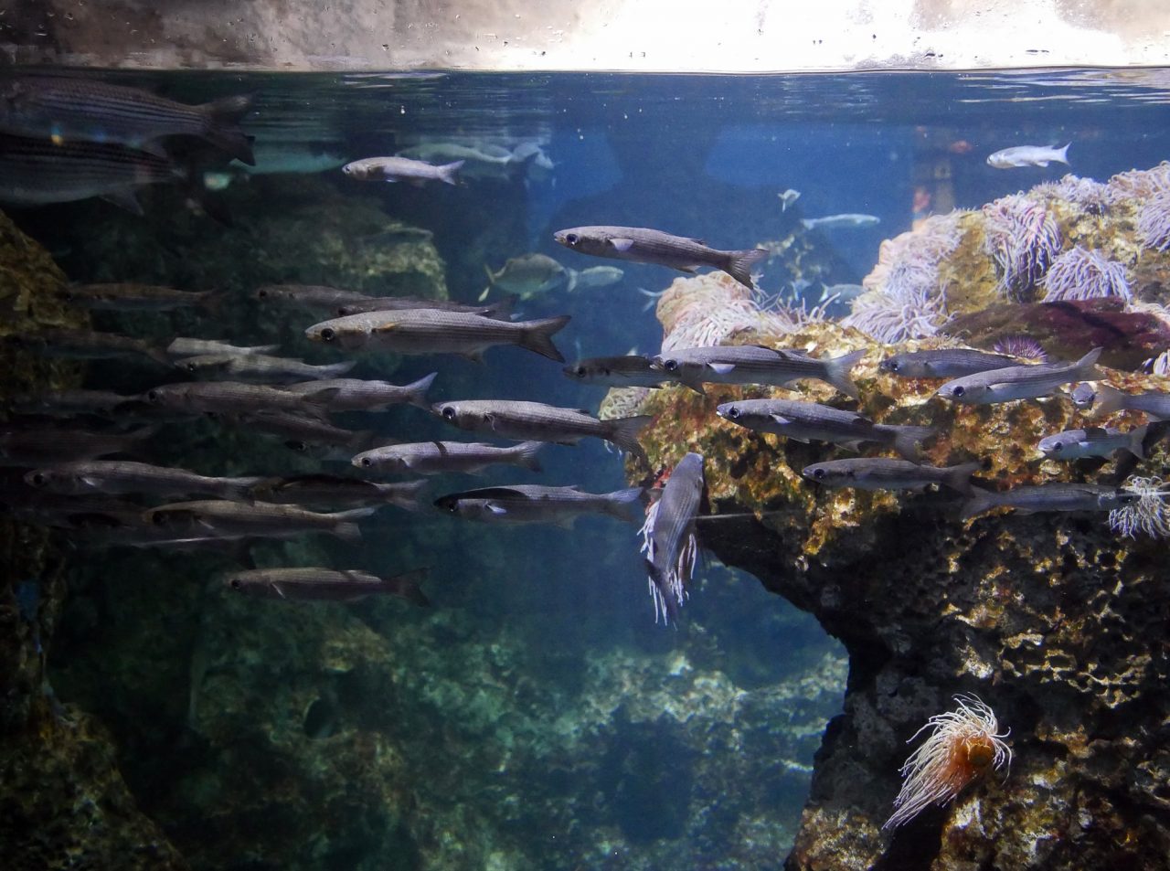 aquarium barcelone - juliesliberties