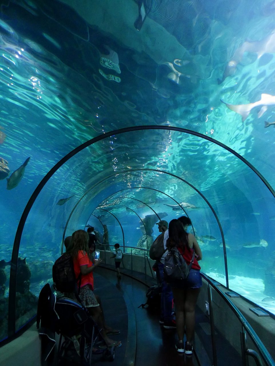 aquarium tunnel barcelone - juliesliberties