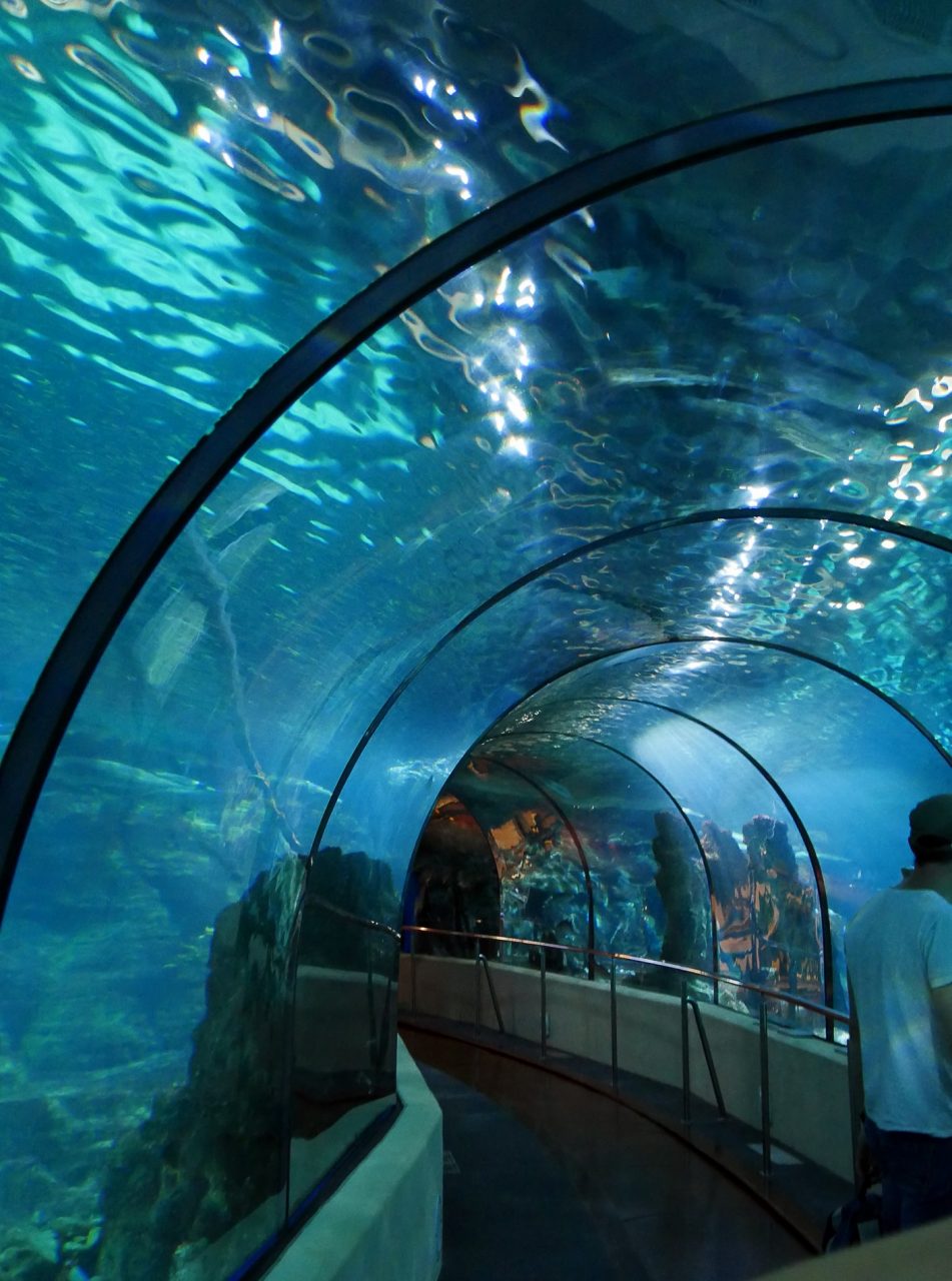 aquarium tunnel barcelone - juliesliberties