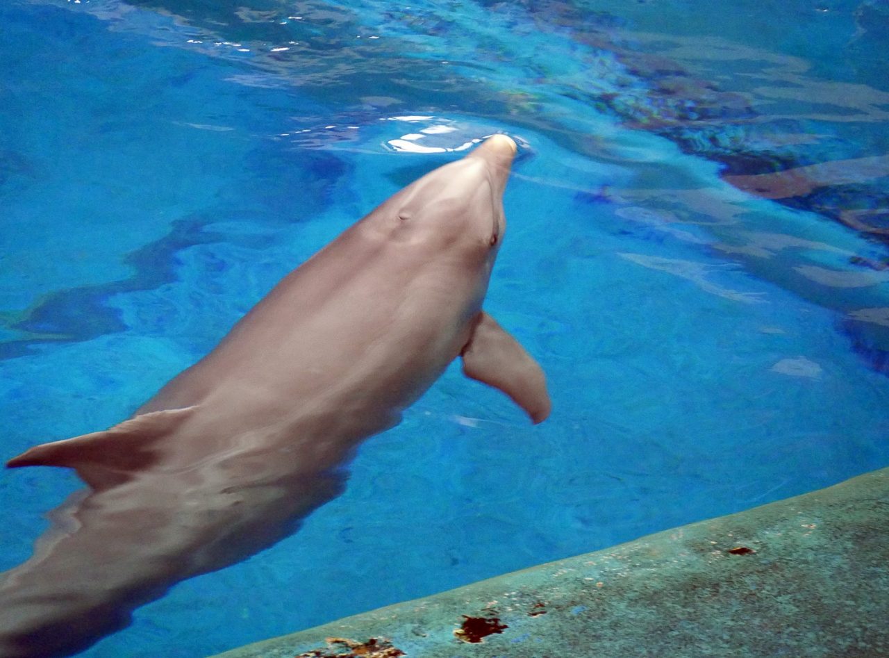 zoo barcelone dauphin - juliesliberties