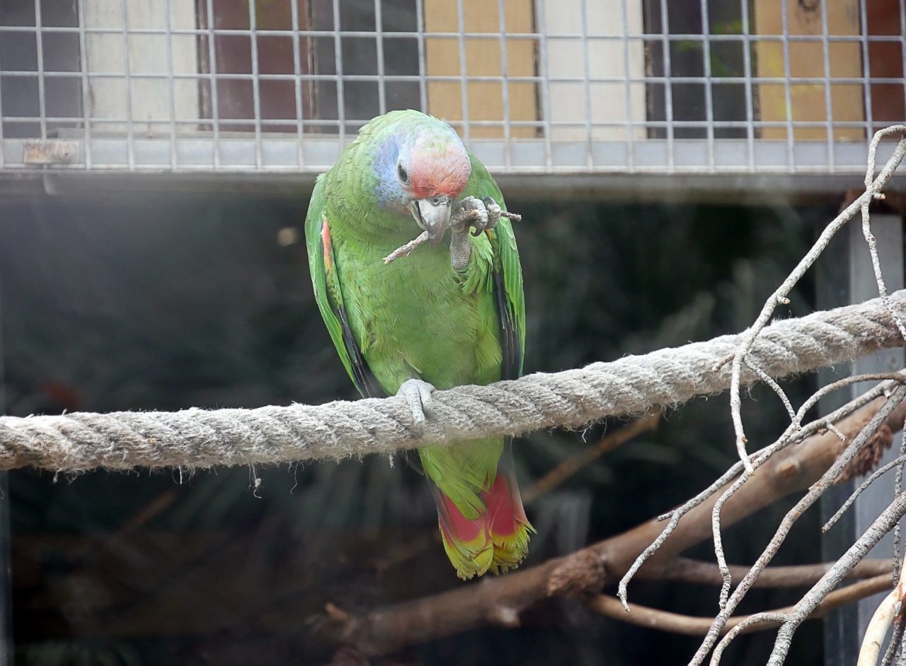 zoo barcelone oiseau - juliesliberties