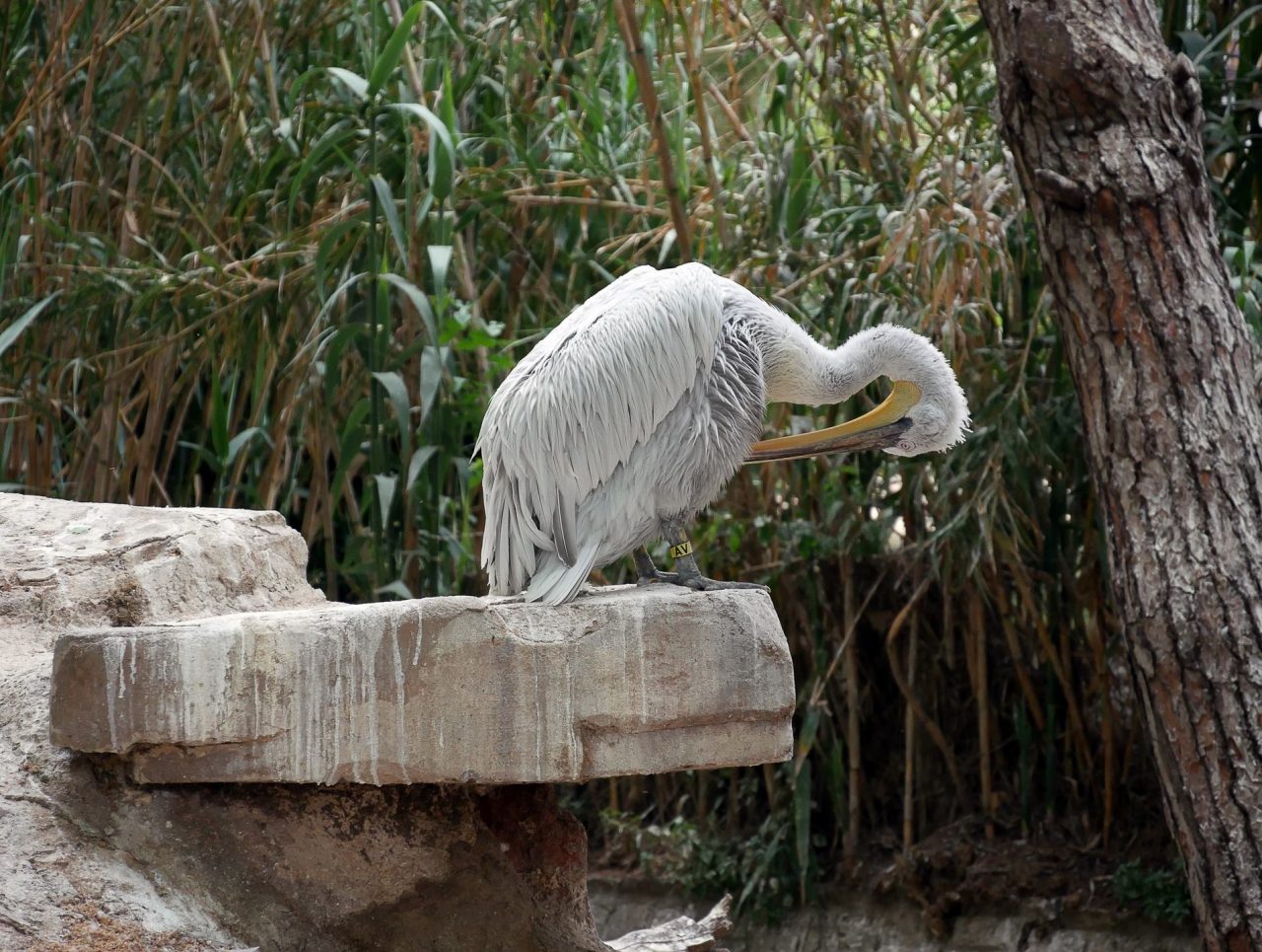 zoo barcelone oiseau - juliesliberties