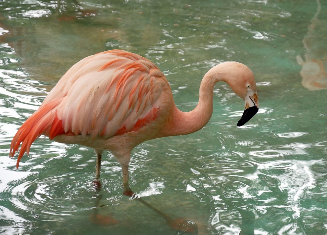 zoo barcelone oiseau - juliesliberties