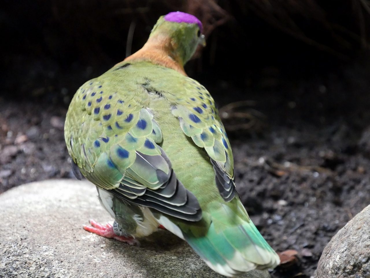 zoo barcelone oiseau - juliesliberties