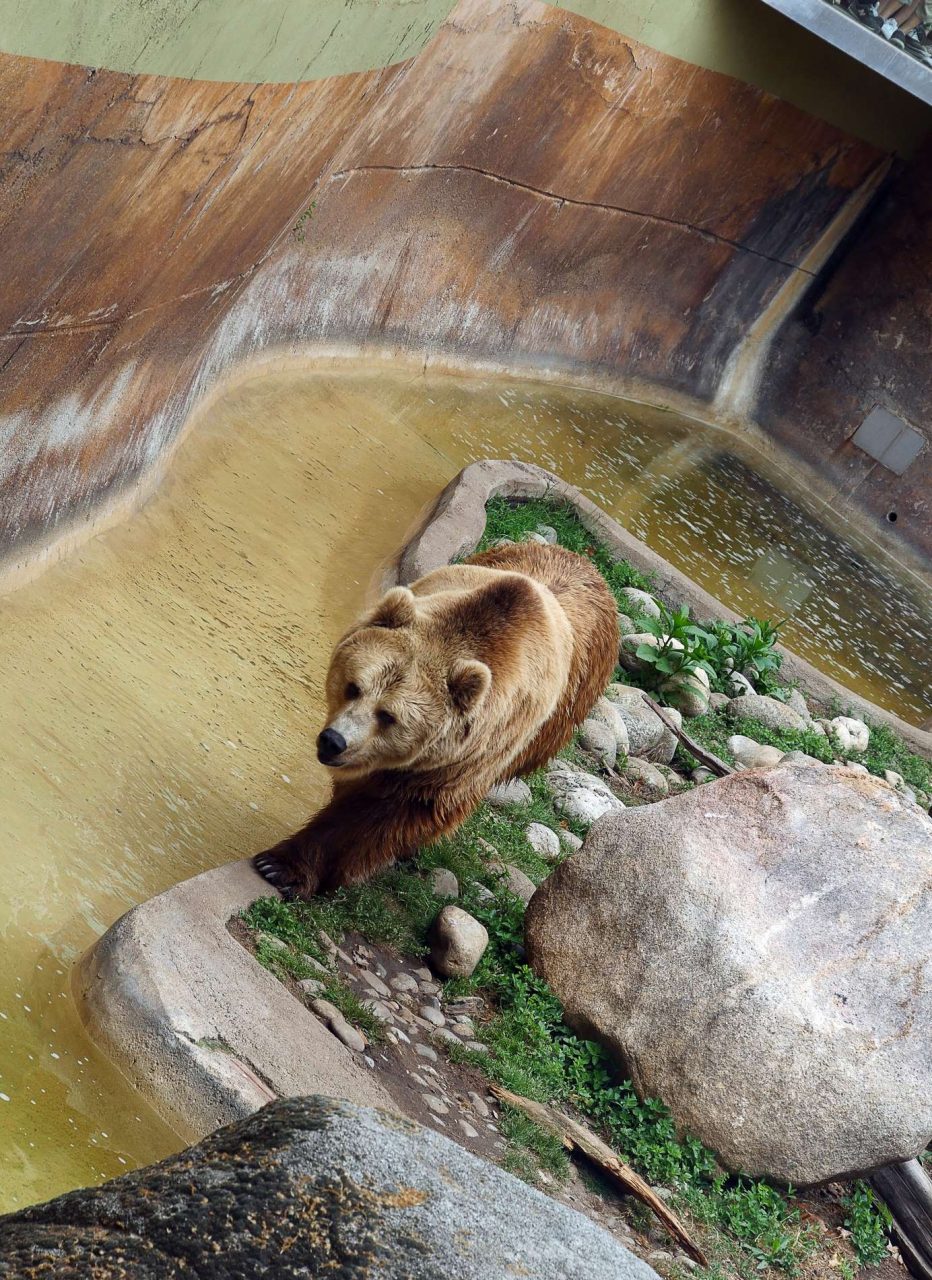 zoo barcelone ours - juliesliberties