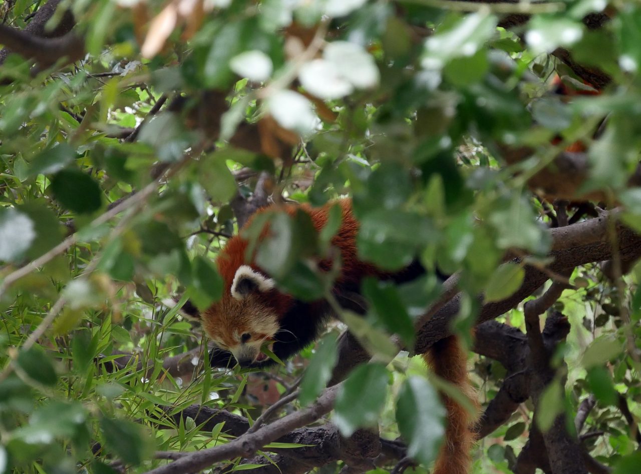 zoo barcelone panda roux - juliesliberties