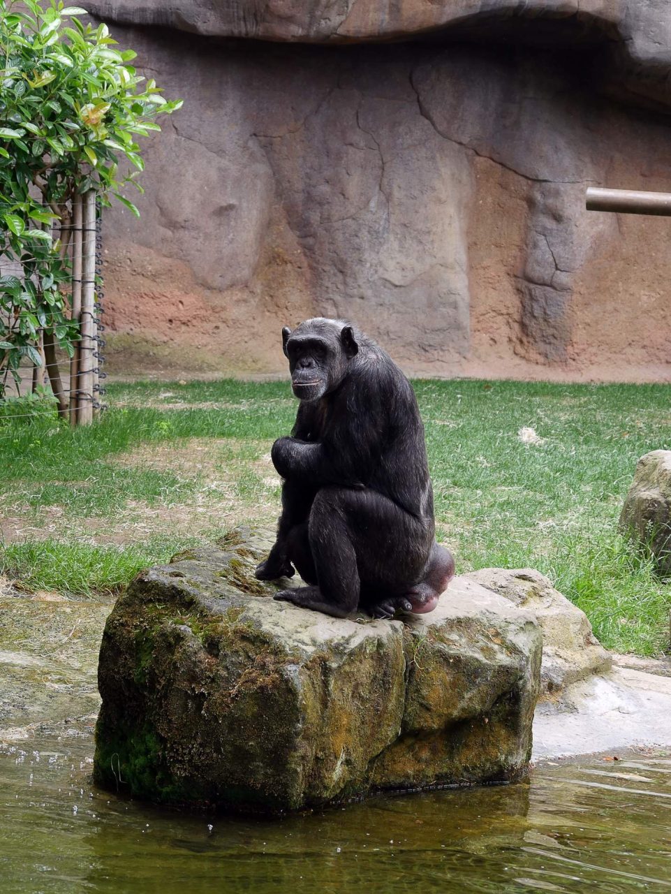 zoo barcelone primate - juliesliberties