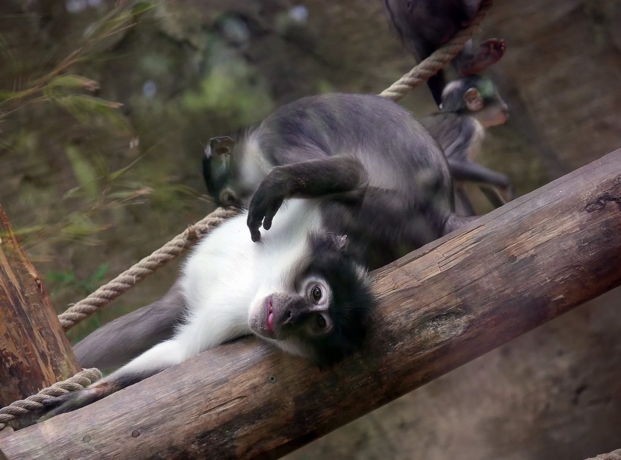 zoo barcelone primate - juliesliberties
