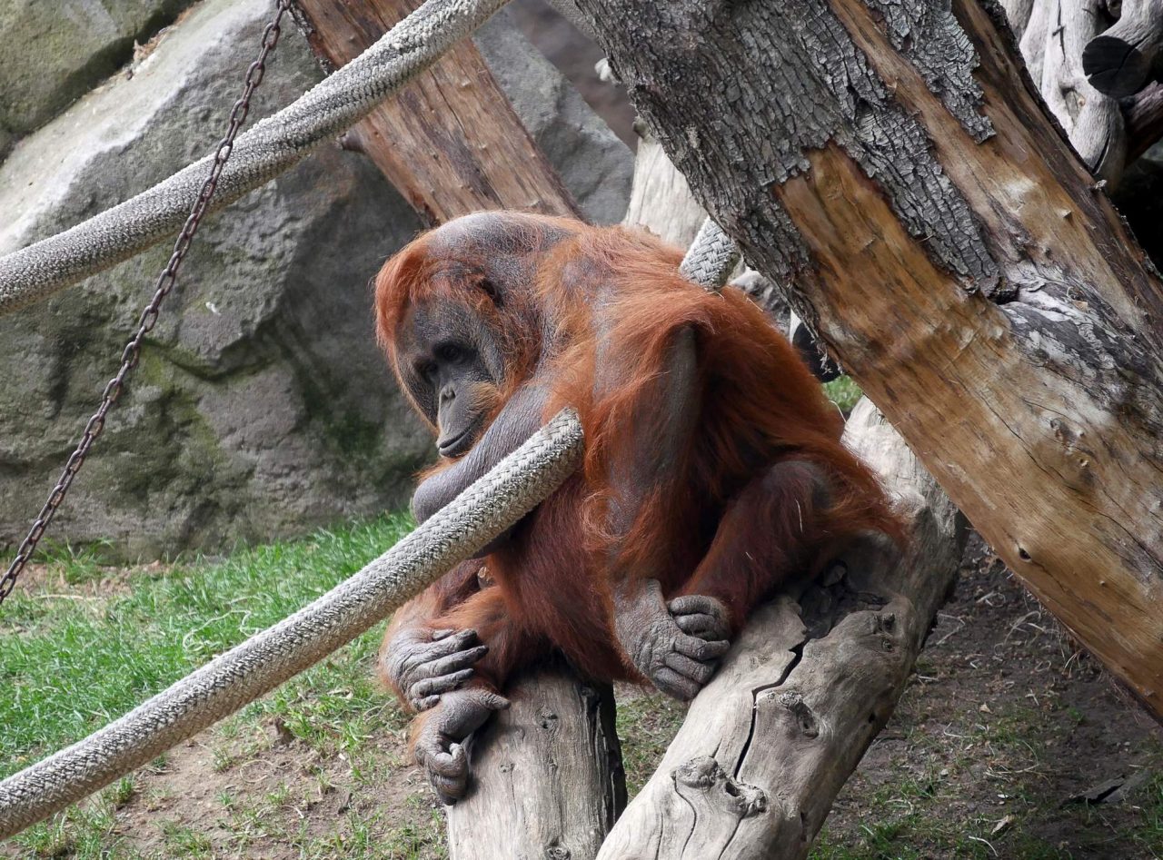 zoo barcelone primate - juliesliberties