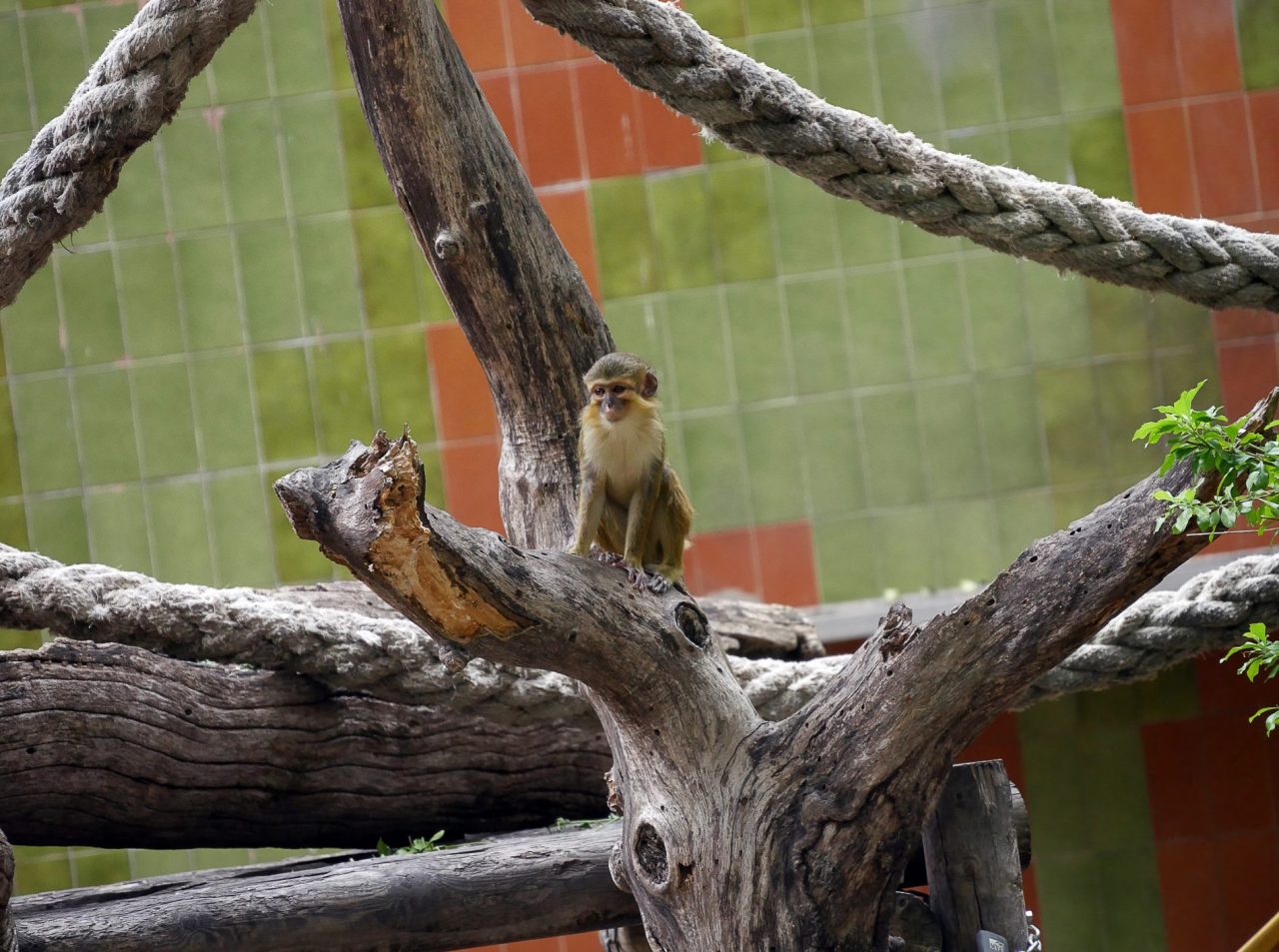 zoo barcelone primate - juliesliberties