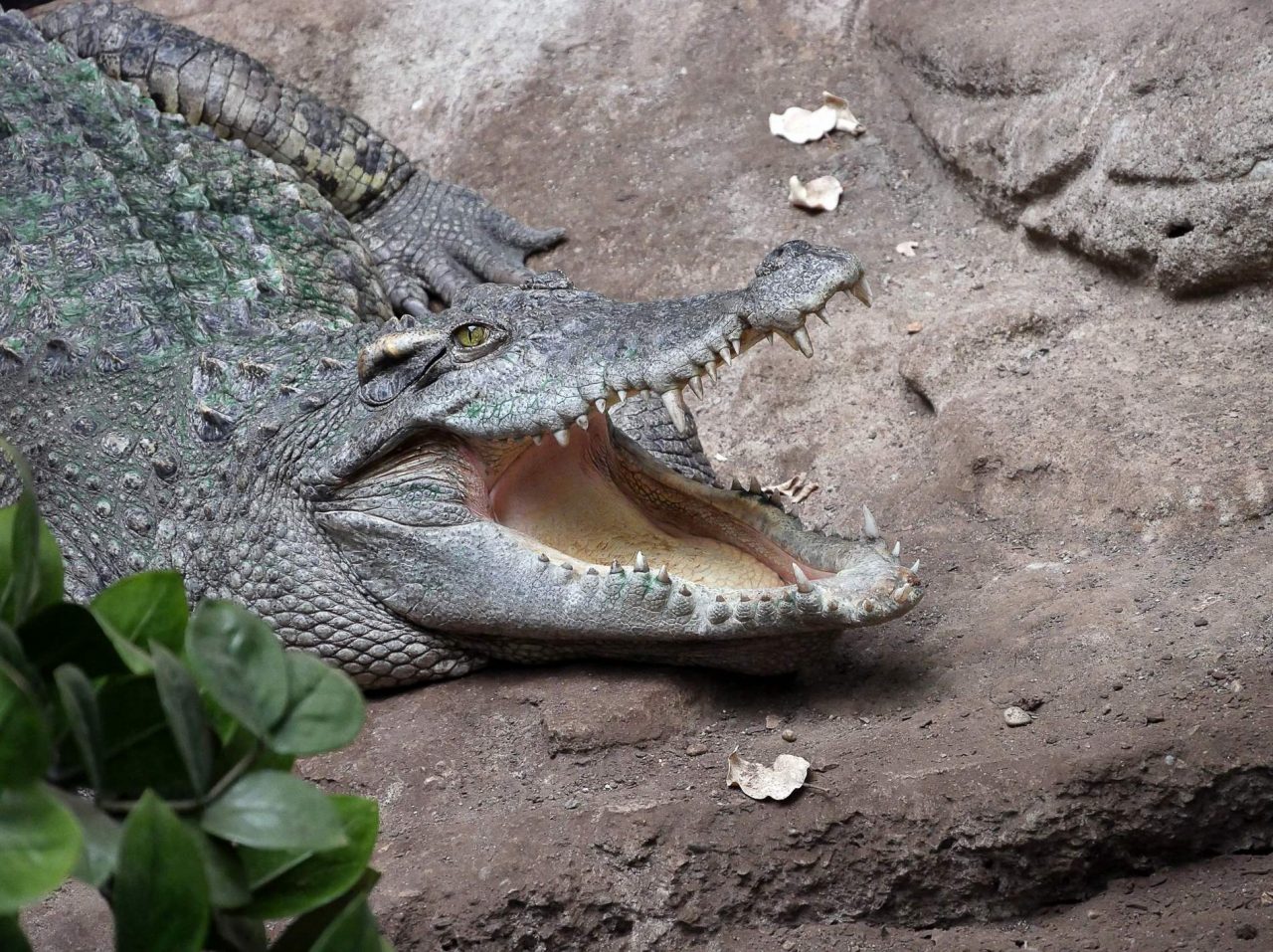 zoo barcelone reptile - juliesliberties