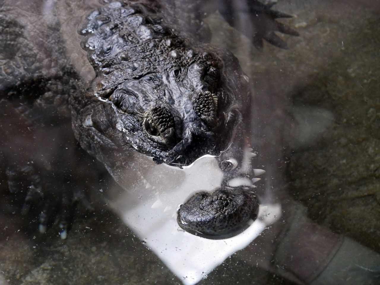 zoo barcelone reptile - juliesliberties