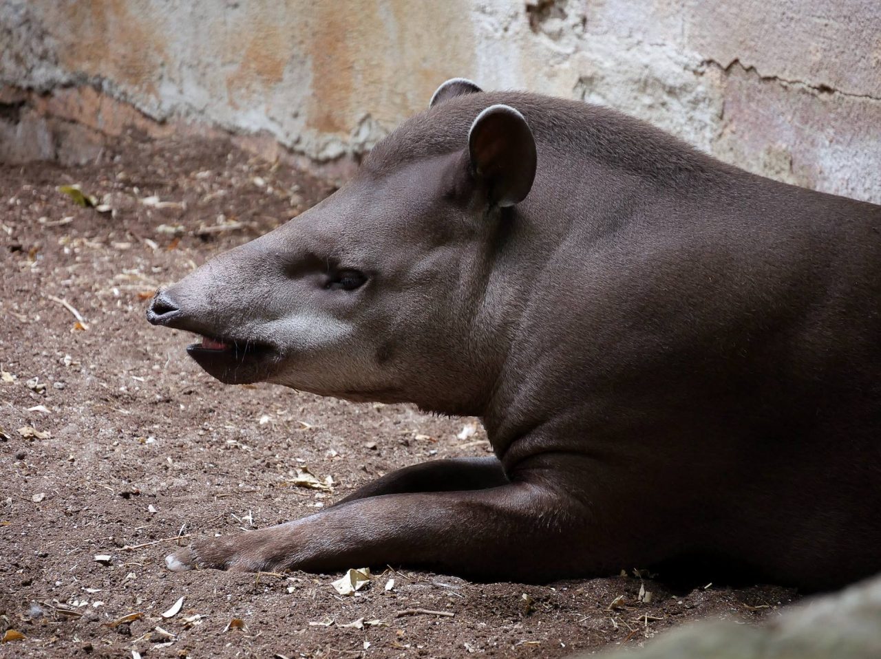 zoo barcelone savane - juliesliberties