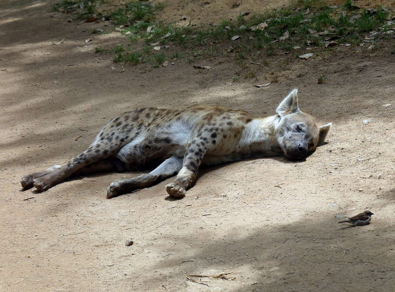 zoo barcelone savane - juliesliberties