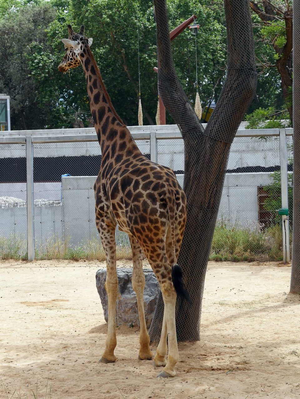 zoo barcelone savane - juliesliberties