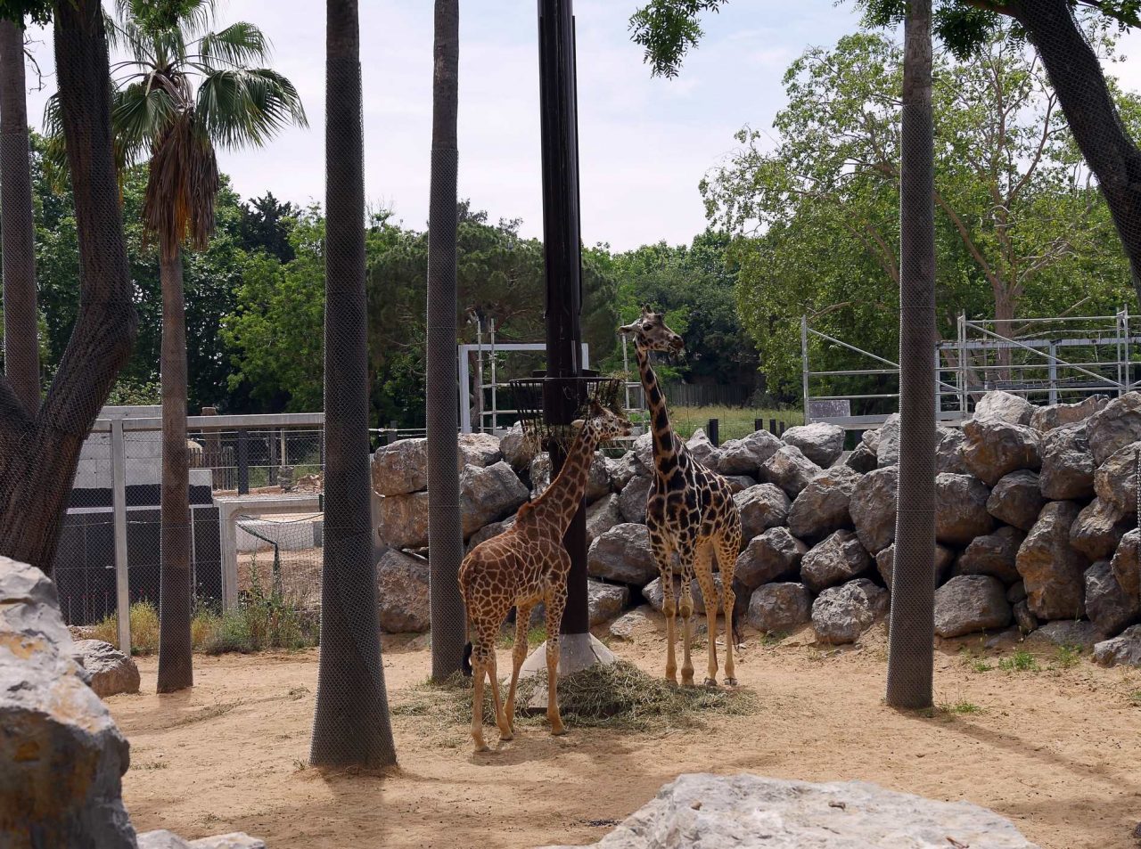 zoo barcelone savane - juliesliberties