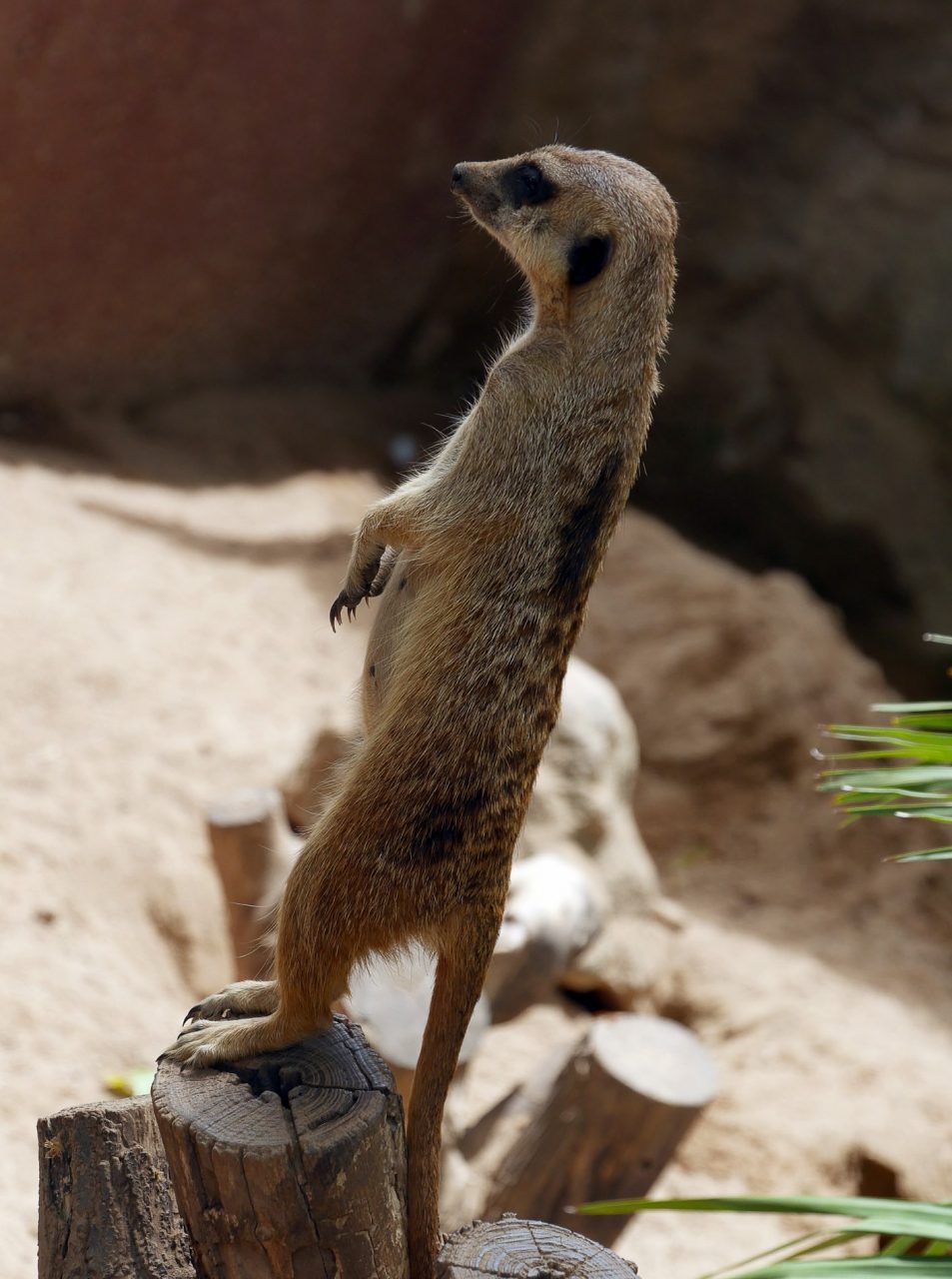 zoo barcelone savane - juliesliberties
