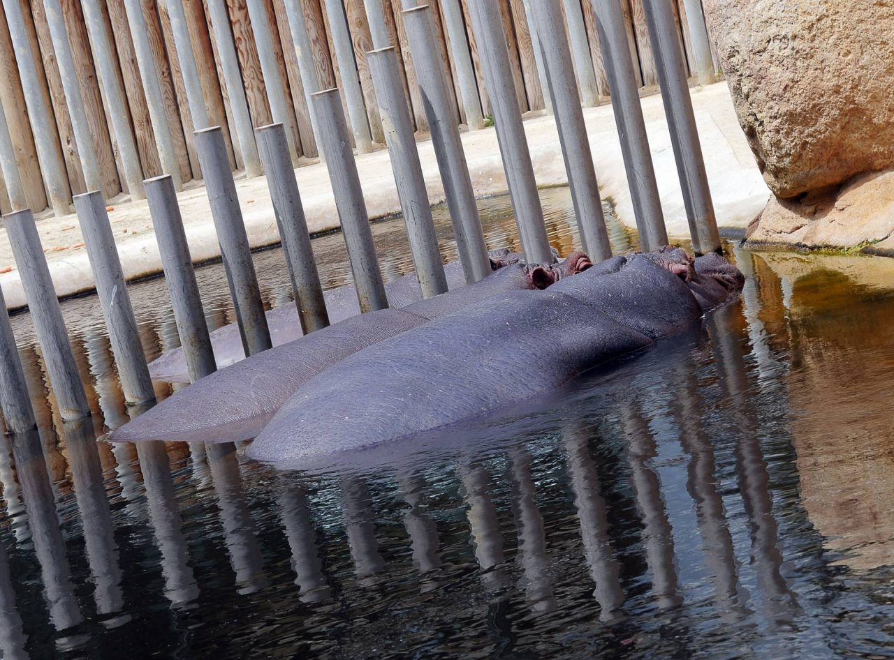 zoo barcelone savane - juliesliberties