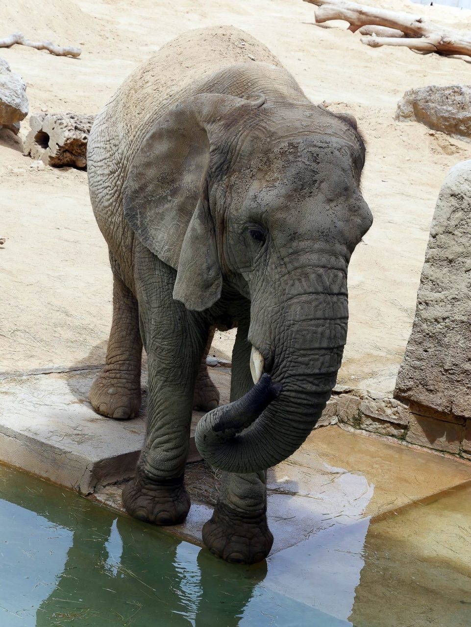 zoo barcelone savane - juliesliberties
