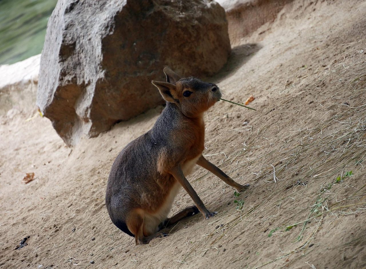 zoo barcelone savane - juliesliberties