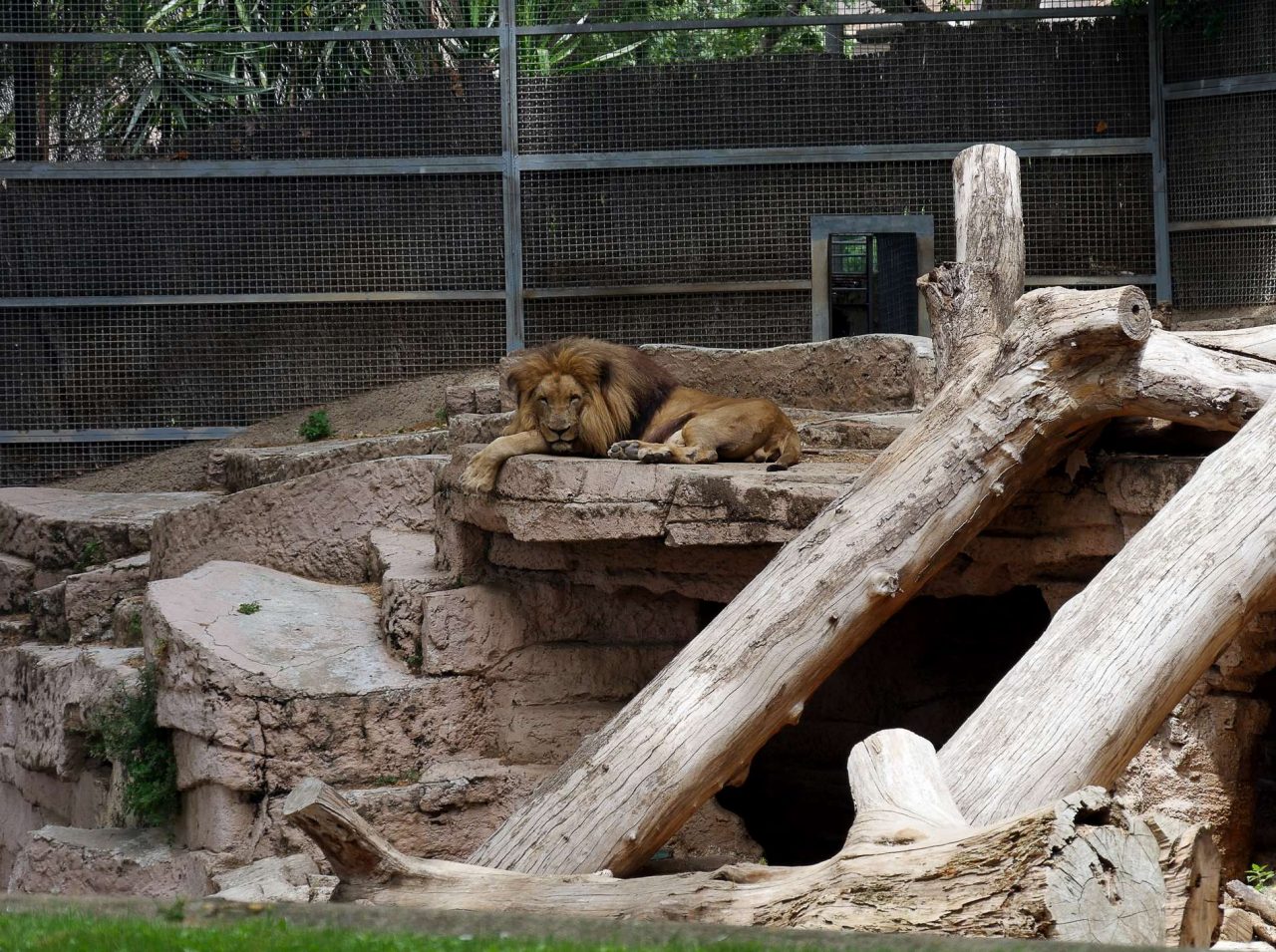 zoo barcelone savane - juliesliberties