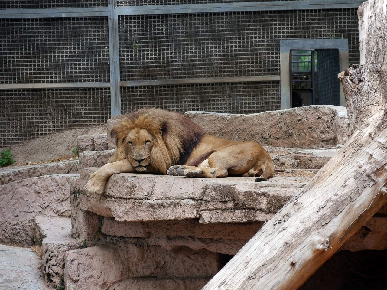 zoo barcelone savane - juliesliberties