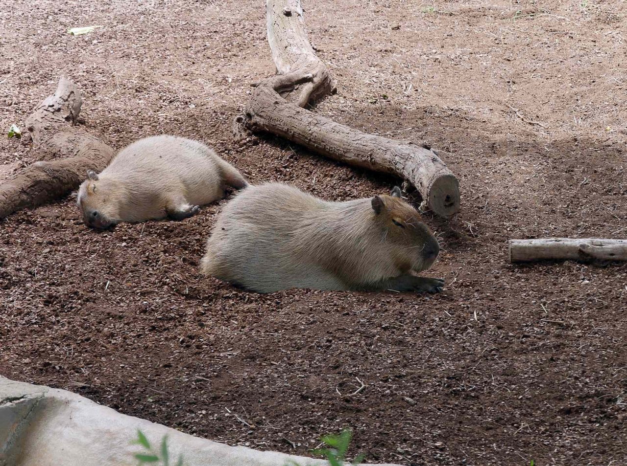 zoo barcelone savane - juliesliberties