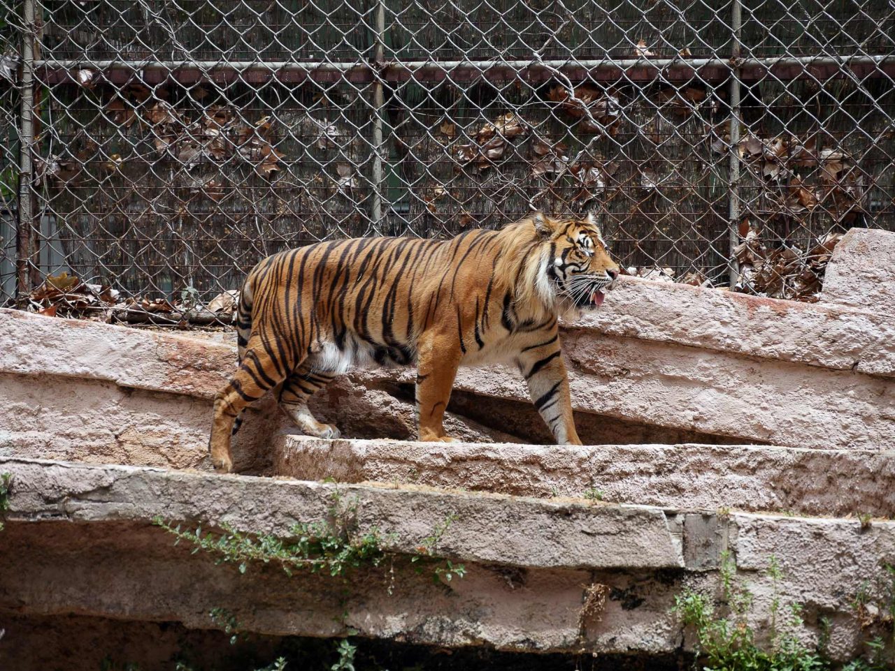 zoo barcelone savane - juliesliberties