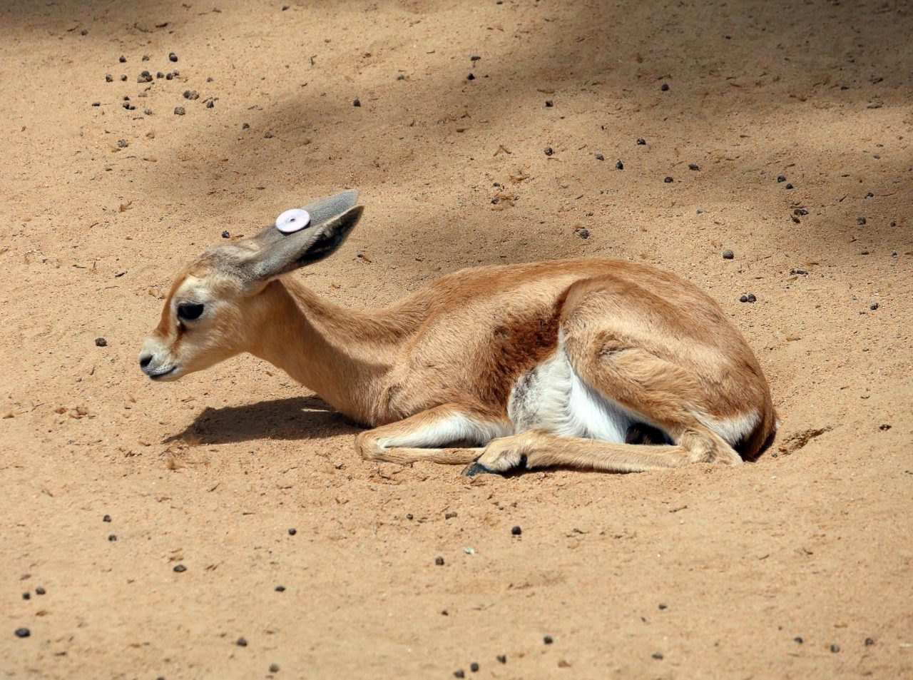 zoo barcelone savane - juliesliberties