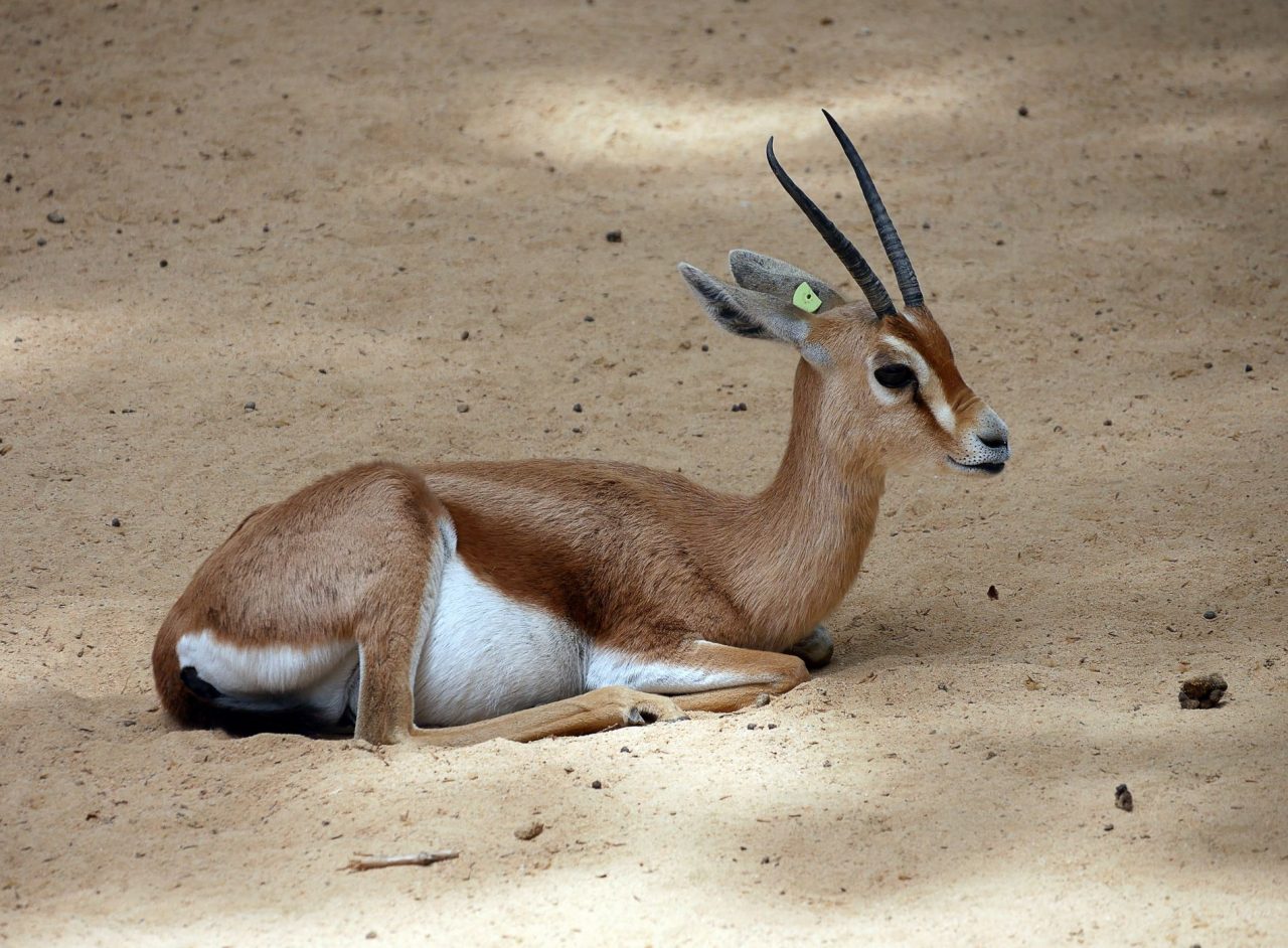 zoo barcelone savane - juliesliberties